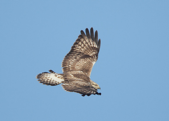 Rough-legged Buzzard Buteo lagopus