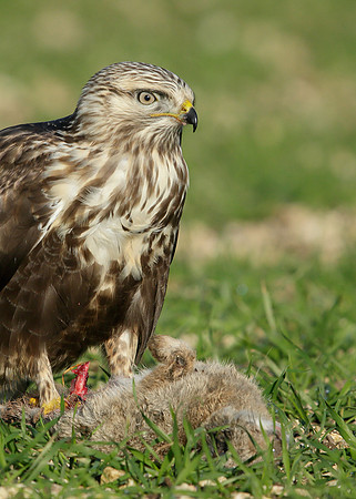Rough-legged Buzzard Buteo lagopus