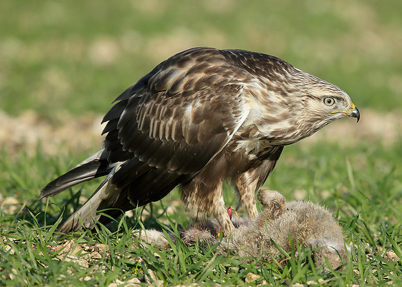 Rough-legged Buzzard Buteo lagopus