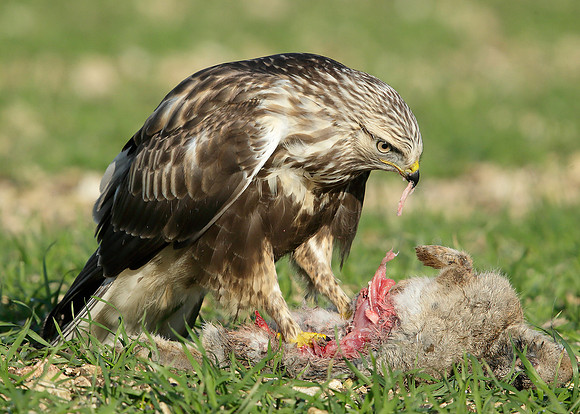 Rough-legged Buzzard Buteo lagopus