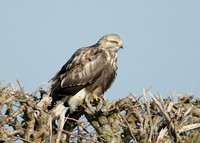 Rough-legged Buzzard Buteo lagopus