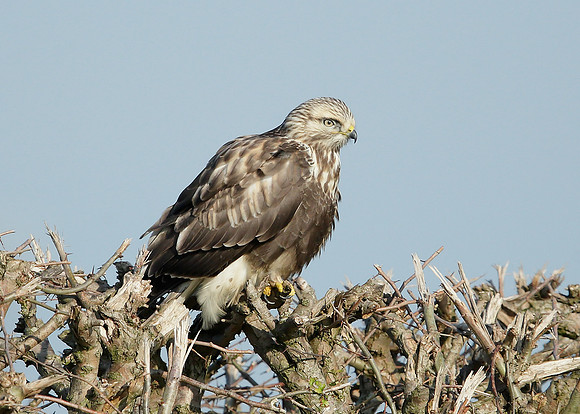 Rough-legged Buzzard Buteo lagopus