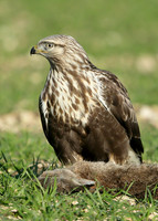 Rough-legged Buzzard Buteo lagopus