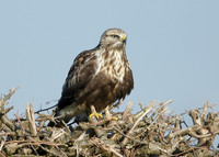 Rough-legged Buzzard Buteo lagopus