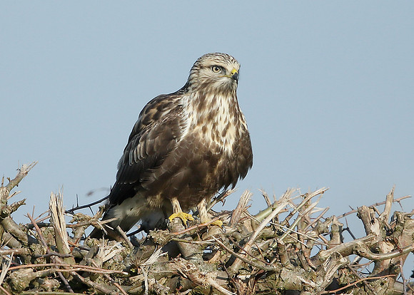 Rough-legged Buzzard Buteo lagopus