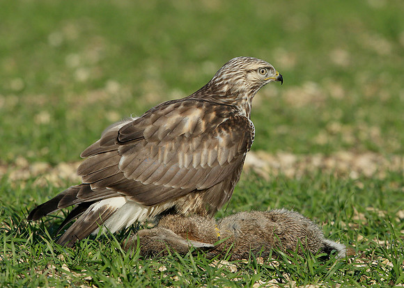 Rough-legged Buzzard Buteo lagopus