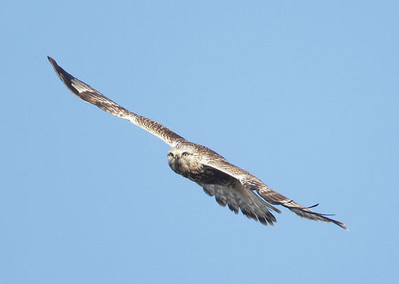 Rough-legged Buzzard Buteo lagopus