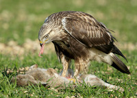 Rough-legged Buzzard Buteo lagopus