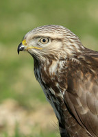 Rough-legged Buzzard Buteo lagopus