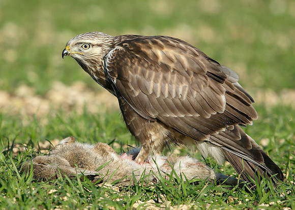 Rough-legged Buzzard Buteo lagopus