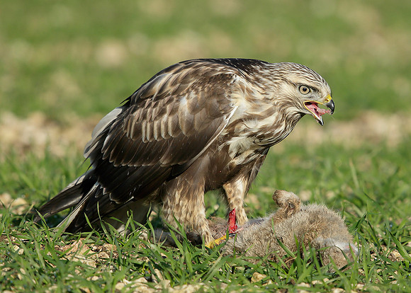 Rough-legged Buzzard Buteo lagopus