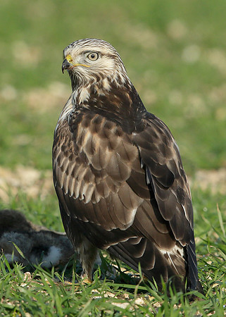 Rough-legged Buzzard Buteo lagopus