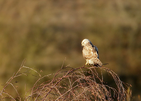 Rough-legged Buzzard Buteo lagopus