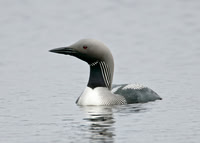 Black-throated Diver Gavia arctica