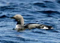 Black-throated Diver Gavia arctica