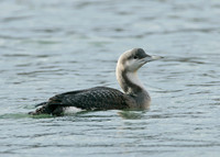 Black-throated Diver Gavia arctica
