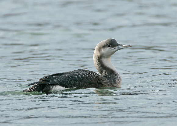 Black-throated Diver Gavia arctica