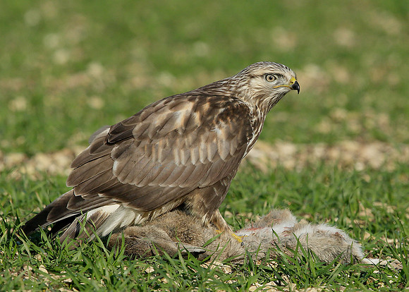 Rough-legged Buzzard Buteo lagopus