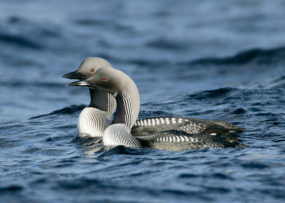 Black-throated Diver Gavia arctica