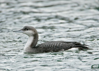 Black-throated Diver Gavia arctica