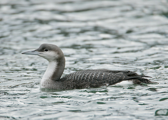 Black-throated Diver Gavia arctica