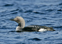 Black-throated Diver Gavia arctica