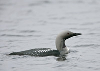Black-throated Diver Gavia arctica
