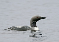 Black-throated Diver Gavia arctica
