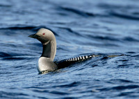 Black-throated Diver Gavia arctica
