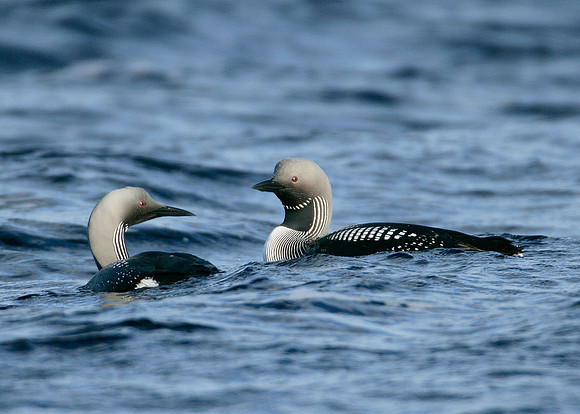 Black-throated Diver Gavia arctica