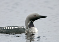 Black-throated Diver Gavia arctica