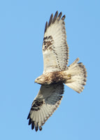 Rough-legged Buzzard Nottingham 2011