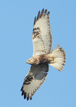 Rough-legged Buzzard Buteo lagopus