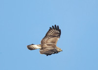 Rough-legged Buzzard Buteo lagopus