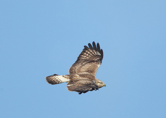 Rough-legged Buzzard Buteo lagopus