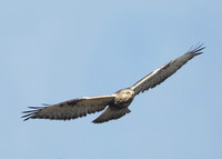 Rough-legged Buzzard Buteo lagopus