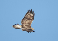 Rough-legged Buzzard Buteo lagopus