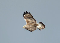 Rough-legged Buzzard Buteo lagopus