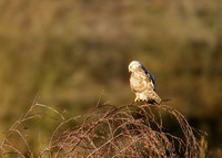 Rough-legged Buzzard Buteo lagopus