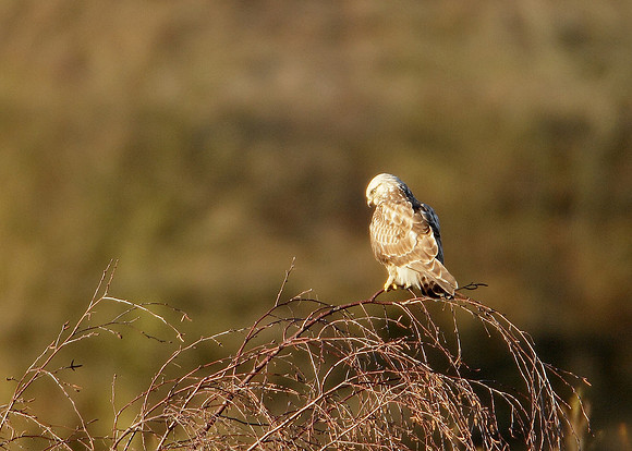 Rough-legged Buzzard Buteo lagopus