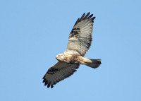 Rough-legged Buzzard Buteo lagopus