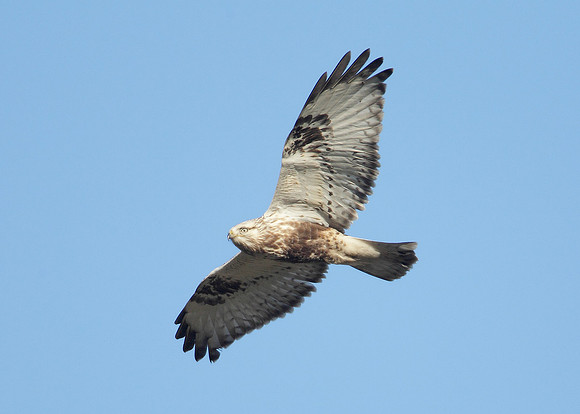 Rough-legged Buzzard Buteo lagopus