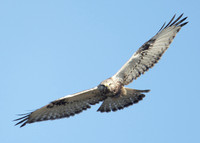 Rough-legged Buzzard Buteo lagopus