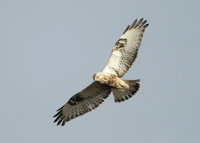 Rough-legged Buzzard Buteo lagopus
