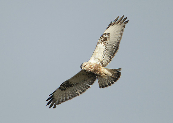 Rough-legged Buzzard Buteo lagopus