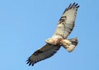 Rough-legged Buzzard Buteo lagopus