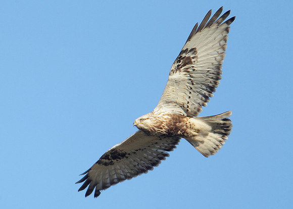 Rough-legged Buzzard Buteo lagopus