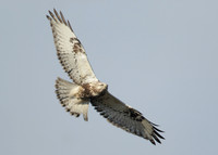 Rough-legged Buzzard Buteo lagopus