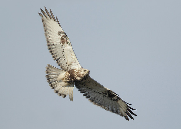 Rough-legged Buzzard Buteo lagopus