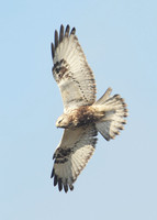 Rough-legged Buzzard Buteo lagopus